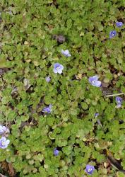 Veronica filiformis. Habit.
 Image: P.J. Garnock-Jones © P.J. Garnock-Jones CC-BY-NC 3.0 NZ